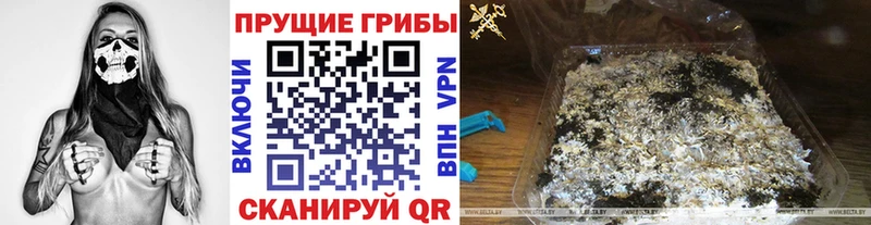 Купить закладки  Пойковский  Псилоцибиновые грибы Psilocybe 